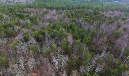 Photo of SOLD!  170 Acres of Recreational Hunting Land For Sale in Charlotte County VA!