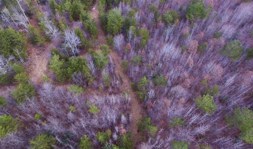 Photo of SOLD!  170 Acres of Recreational Hunting Land For Sale in Charlotte County VA!