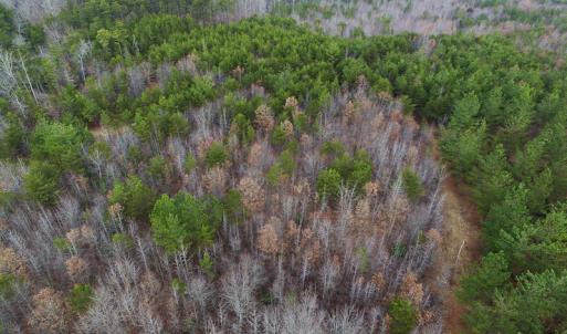 Photo of SOLD!  170 Acres of Recreational Hunting Land For Sale in Charlotte County VA!