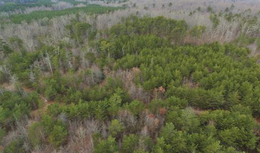 Photo of SOLD!  170 Acres of Recreational Hunting Land For Sale in Charlotte County VA!