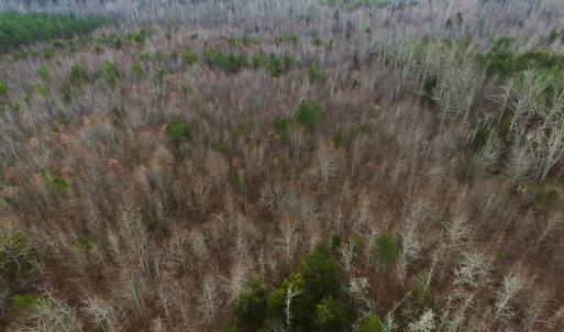 Photo of SOLD!  170 Acres of Recreational Hunting Land For Sale in Charlotte County VA!
