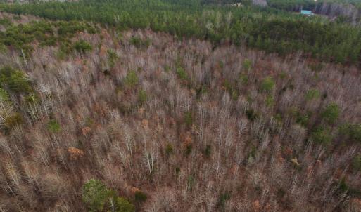 Photo of SOLD!  170 Acres of Recreational Hunting Land For Sale in Charlotte County VA!