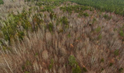 Photo of SOLD!  170 Acres of Recreational Hunting Land For Sale in Charlotte County VA!
