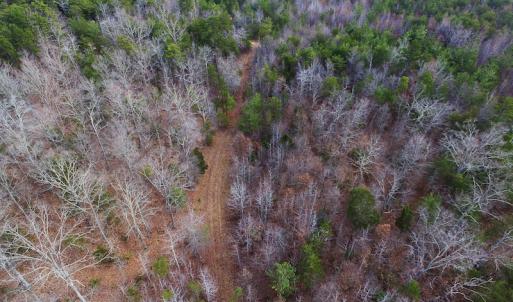 Photo of SOLD!  170 Acres of Recreational Hunting Land For Sale in Charlotte County VA!