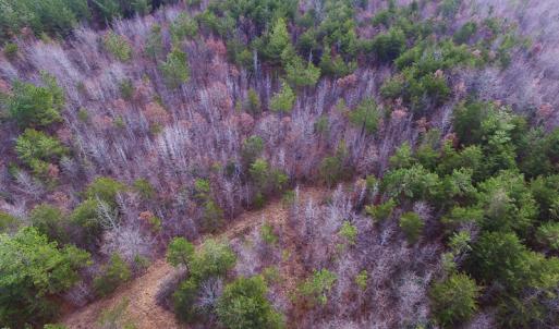 Photo of SOLD!  170 Acres of Recreational Hunting Land For Sale in Charlotte County VA!