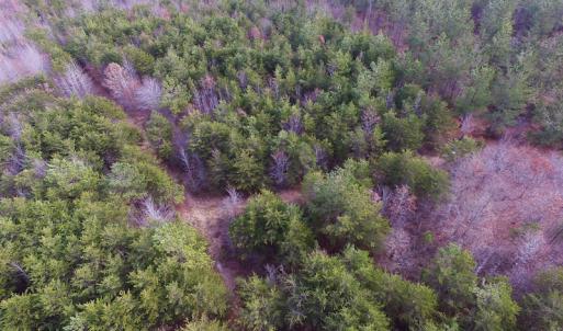 Photo of SOLD!  170 Acres of Recreational Hunting Land For Sale in Charlotte County VA!