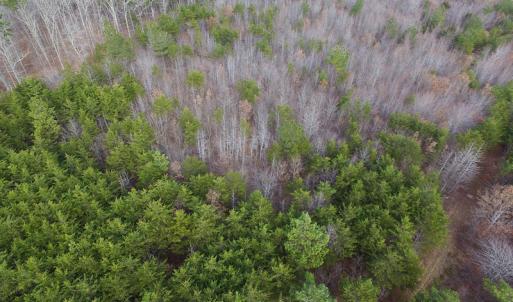 Photo of SOLD!  170 Acres of Recreational Hunting Land For Sale in Charlotte County VA!