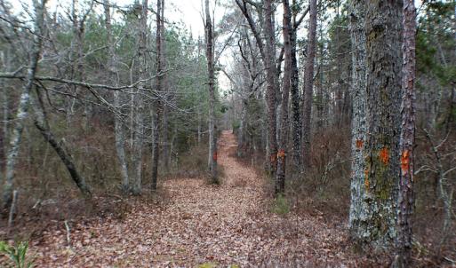 Photo of SOLD!  170 Acres of Recreational Hunting Land For Sale in Charlotte County VA!
