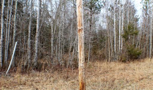 Photo of SOLD!  170 Acres of Recreational Hunting Land For Sale in Charlotte County VA!