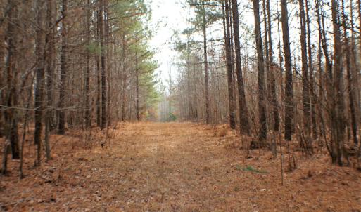 Photo of SOLD!  170 Acres of Recreational Hunting Land For Sale in Charlotte County VA!