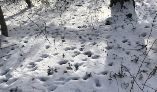 Photo of UNDER CONTRACT!  25.25 Acres of Creek Front Hunting Land For Sale in Edgecombe County NC!