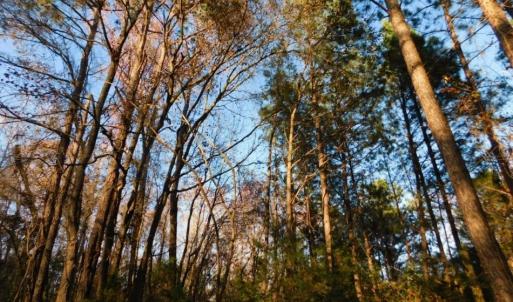 Photo of UNDER CONTRACT!  25.25 Acres of Creek Front Hunting Land For Sale in Edgecombe County NC!