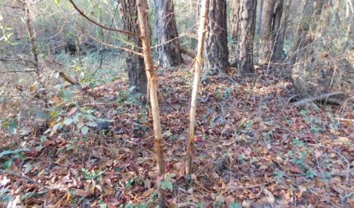 Photo of UNDER CONTRACT!  25.25 Acres of Creek Front Hunting Land For Sale in Edgecombe County NC!
