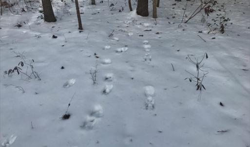 Photo of UNDER CONTRACT!  26.89 Acres of Residential and Timber Land For Sale in Edgecombe County NC!