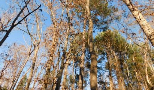 Photo of UNDER CONTRACT!  26.89 Acres of Residential and Timber Land For Sale in Edgecombe County NC!