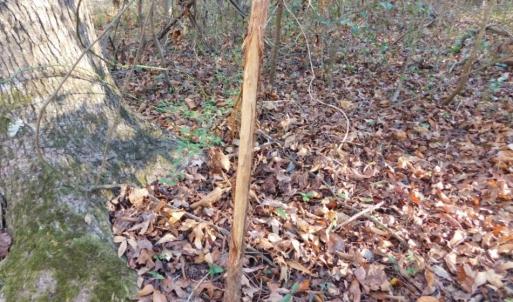 Photo of UNDER CONTRACT!  26.89 Acres of Residential and Timber Land For Sale in Edgecombe County NC!