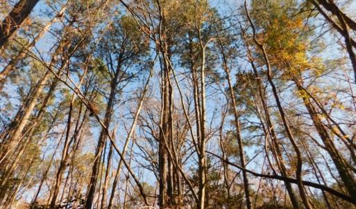 Photo of UNDER CONTRACT!  26.89 Acres of Residential and Timber Land For Sale in Edgecombe County NC!