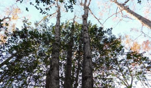 Photo of UNDER CONTRACT!  26.89 Acres of Residential and Timber Land For Sale in Edgecombe County NC!
