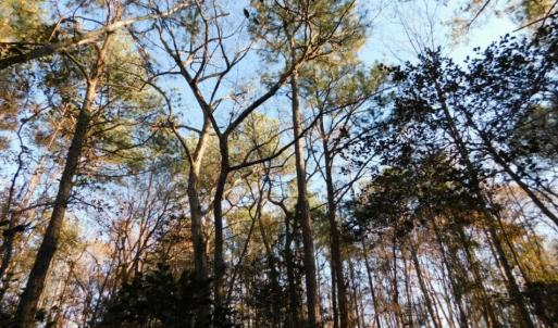 Photo of UNDER CONTRACT!  26.89 Acres of Residential and Timber Land For Sale in Edgecombe County NC!