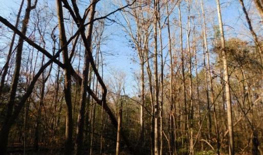Photo of UNDER CONTRACT!  26.89 Acres of Residential and Timber Land For Sale in Edgecombe County NC!