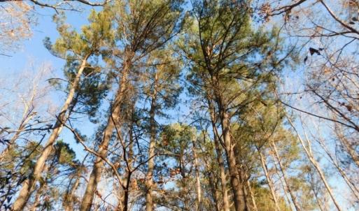 Photo of UNDER CONTRACT!  26.89 Acres of Residential and Timber Land For Sale in Edgecombe County NC!