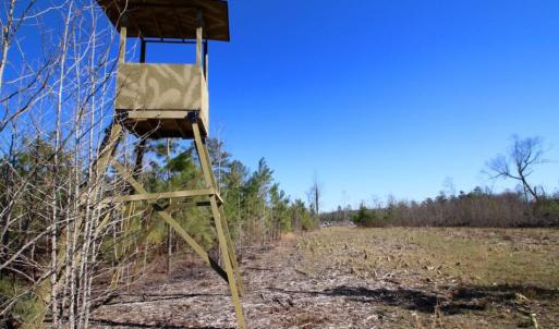 Photo of UNDER CONTRACT!  100 Acres of Hunting and Timber Land For Sale in Nash County NC!