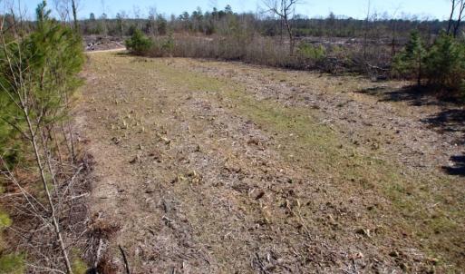 Photo of UNDER CONTRACT!  100 Acres of Hunting and Timber Land For Sale in Nash County NC!