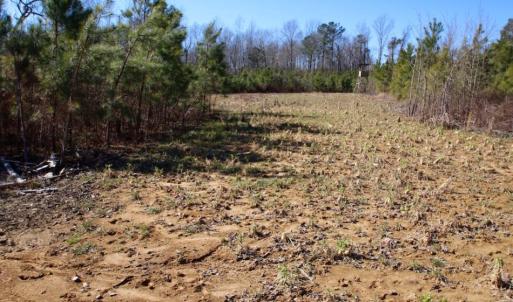 Photo of UNDER CONTRACT!  100 Acres of Hunting and Timber Land For Sale in Nash County NC!
