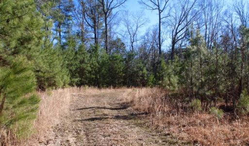 Photo of UNDER CONTRACT!  100 Acres of Hunting and Timber Land For Sale in Nash County NC!