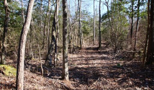Photo of UNDER CONTRACT!  100 Acres of Hunting and Timber Land For Sale in Nash County NC!