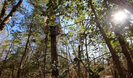 Photo of UNDER CONTRACT!  100 Acres of Hunting and Timber Land For Sale in Nash County NC!