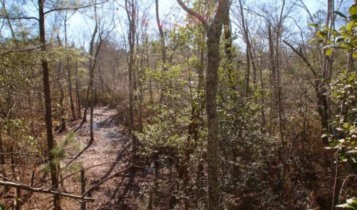 Photo of UNDER CONTRACT!  100 Acres of Hunting and Timber Land For Sale in Nash County NC!