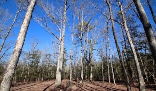Photo of UNDER CONTRACT!  100 Acres of Hunting and Timber Land For Sale in Nash County NC!
