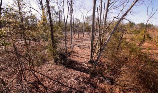 Photo of UNDER CONTRACT!  100 Acres of Hunting and Timber Land For Sale in Nash County NC!