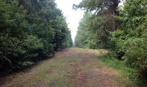 Photo of UNDER CONTRACT!  289 Acres of Hunting and Timber Land For Sale in Tyrrell County NC!