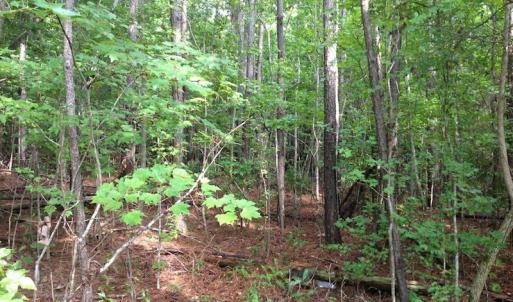 Photo of UNDER CONTRACT!  289 Acres of Hunting and Timber Land For Sale in Tyrrell County NC!