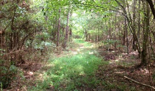 Photo of UNDER CONTRACT!  289 Acres of Hunting and Timber Land For Sale in Tyrrell County NC!