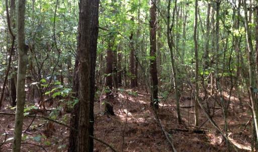 Photo of UNDER CONTRACT!  289 Acres of Hunting and Timber Land For Sale in Tyrrell County NC!