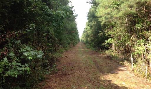 Photo of UNDER CONTRACT!  289 Acres of Hunting and Timber Land For Sale in Tyrrell County NC!