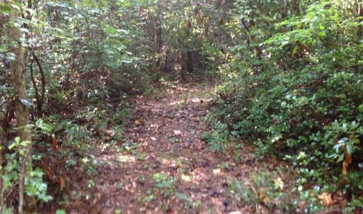 Photo of UNDER CONTRACT!  289 Acres of Hunting and Timber Land For Sale in Tyrrell County NC!