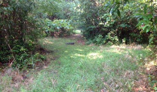 Photo of UNDER CONTRACT!  289 Acres of Hunting and Timber Land For Sale in Tyrrell County NC!