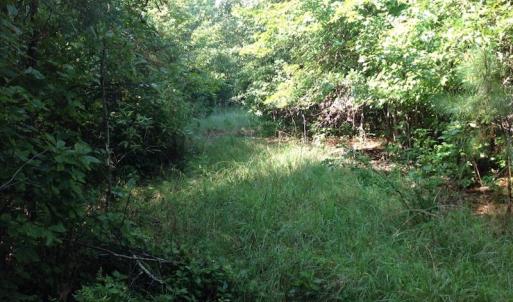 Photo of UNDER CONTRACT!  289 Acres of Hunting and Timber Land For Sale in Tyrrell County NC!