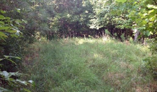 Photo of UNDER CONTRACT!  289 Acres of Hunting and Timber Land For Sale in Tyrrell County NC!