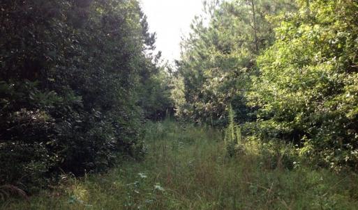 Photo of UNDER CONTRACT!  289 Acres of Hunting and Timber Land For Sale in Tyrrell County NC!