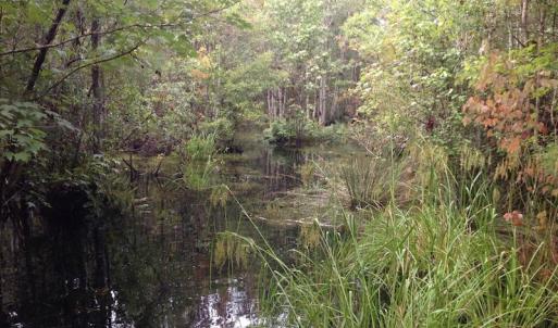 Photo of UNDER CONTRACT!  289 Acres of Hunting and Timber Land For Sale in Tyrrell County NC!