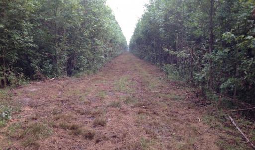 Photo of UNDER CONTRACT!  289 Acres of Hunting and Timber Land For Sale in Tyrrell County NC!