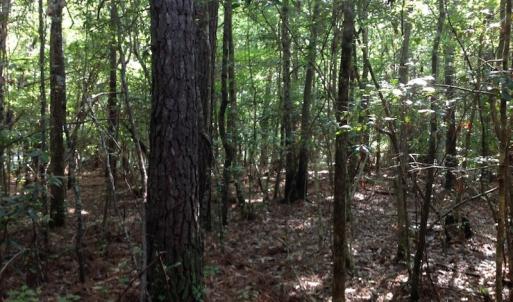 Photo of UNDER CONTRACT!  289 Acres of Hunting and Timber Land For Sale in Tyrrell County NC!