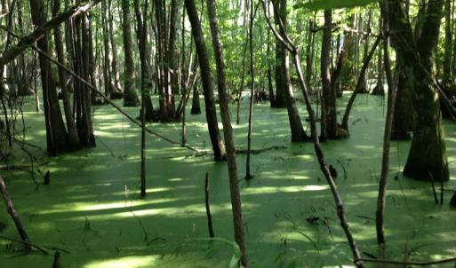Photo of UNDER CONTRACT!  289 Acres of Hunting and Timber Land For Sale in Tyrrell County NC!
