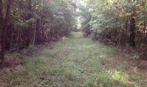 Photo of UNDER CONTRACT!  289 Acres of Hunting and Timber Land For Sale in Tyrrell County NC!