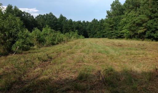 Photo of UNDER CONTRACT!  289 Acres of Hunting and Timber Land For Sale in Tyrrell County NC!